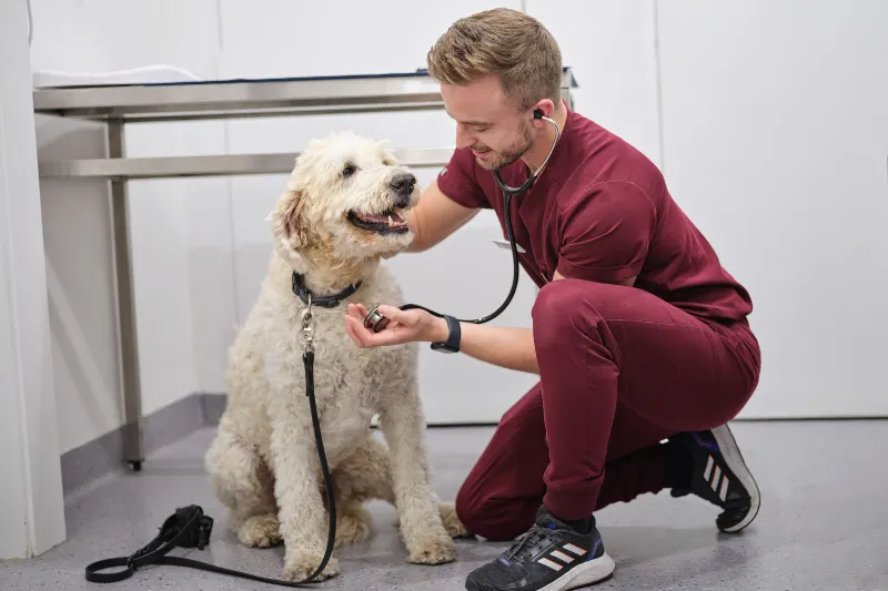 Veterinarian kneeling on the floor using a stethoscope to examine a happy, curly-haired dog in a clinic.